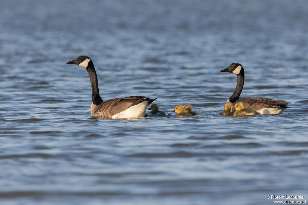 Canada Goose