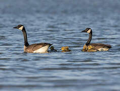 Canada Goose