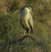 Black-crowned Night Heron