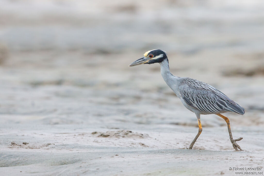 Yellow-crowned Night Heron