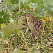 Yellow Bittern