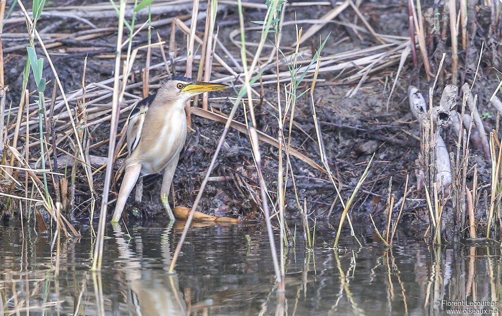 Little Bittern