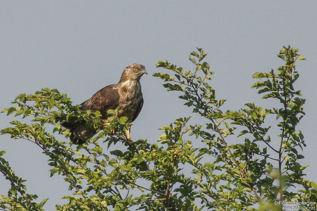 European Honey Buzzard female