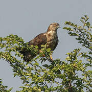 European Honey Buzzard