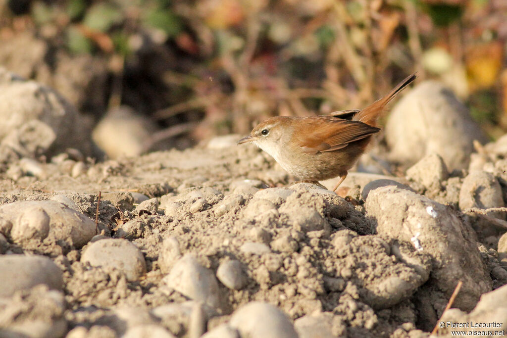 Bouscarle de Cetti