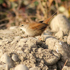 Bouscarle de Cetti