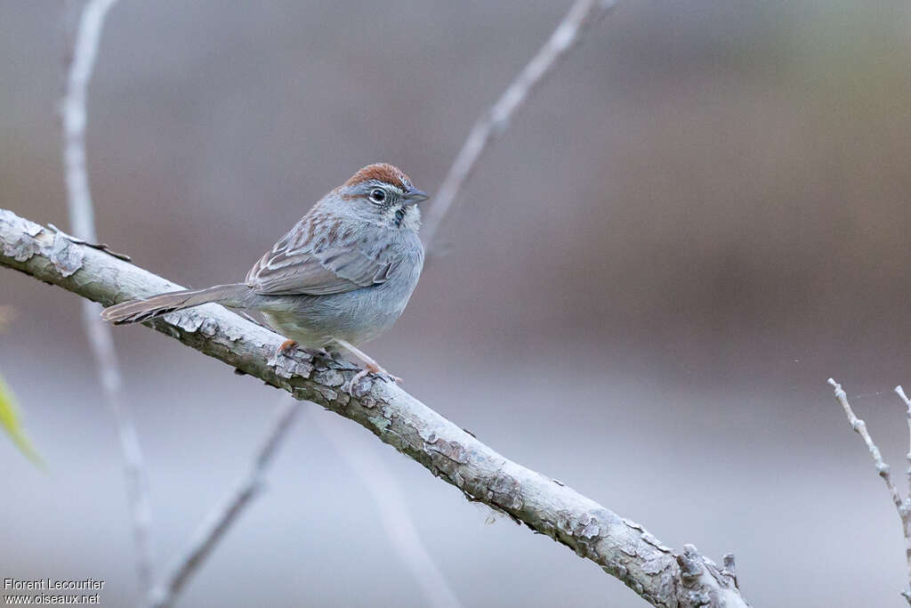 Rufous-crowned Sparrowadult, identification