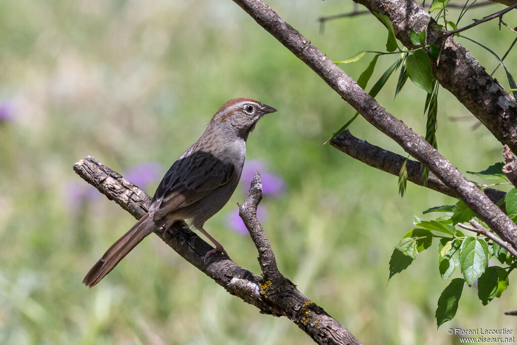 Rufous-crowned Sparrow