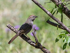 Rufous-crowned Sparrow