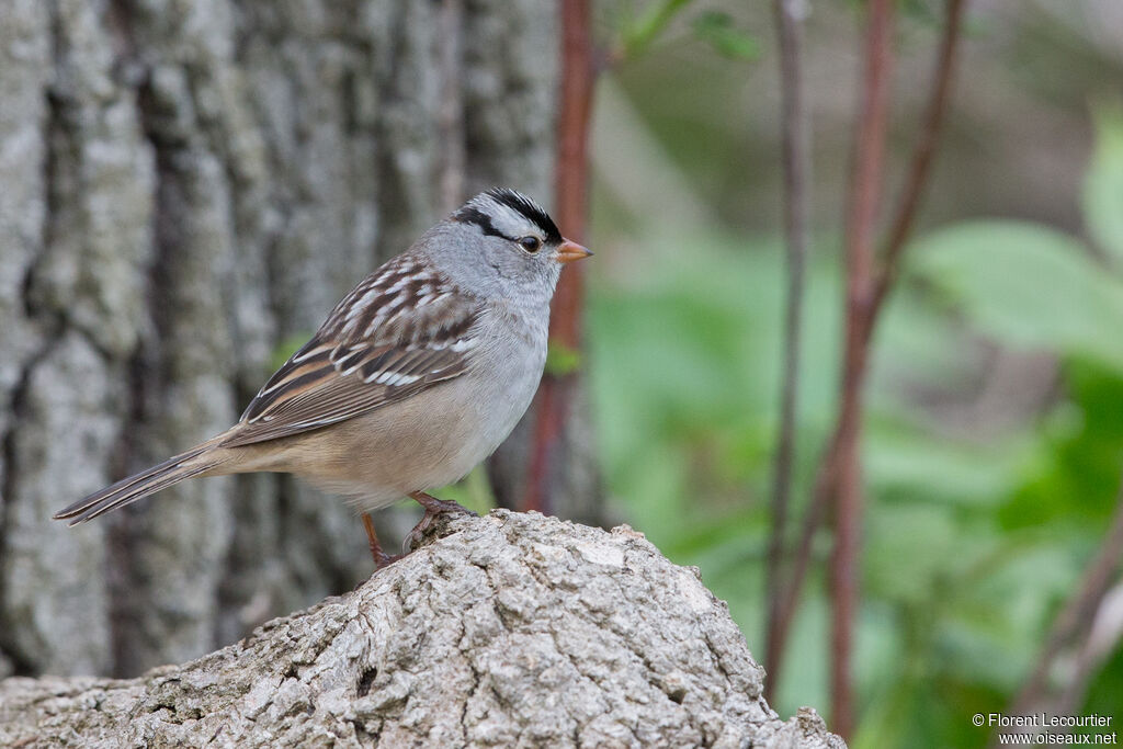 Bruant à couronne blanche