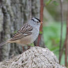 Bruant à couronne blanche