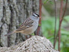 White-crowned Sparrow