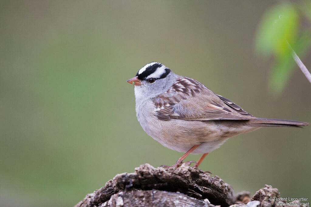 Bruant à couronne blanche