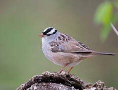 White-crowned Sparrow