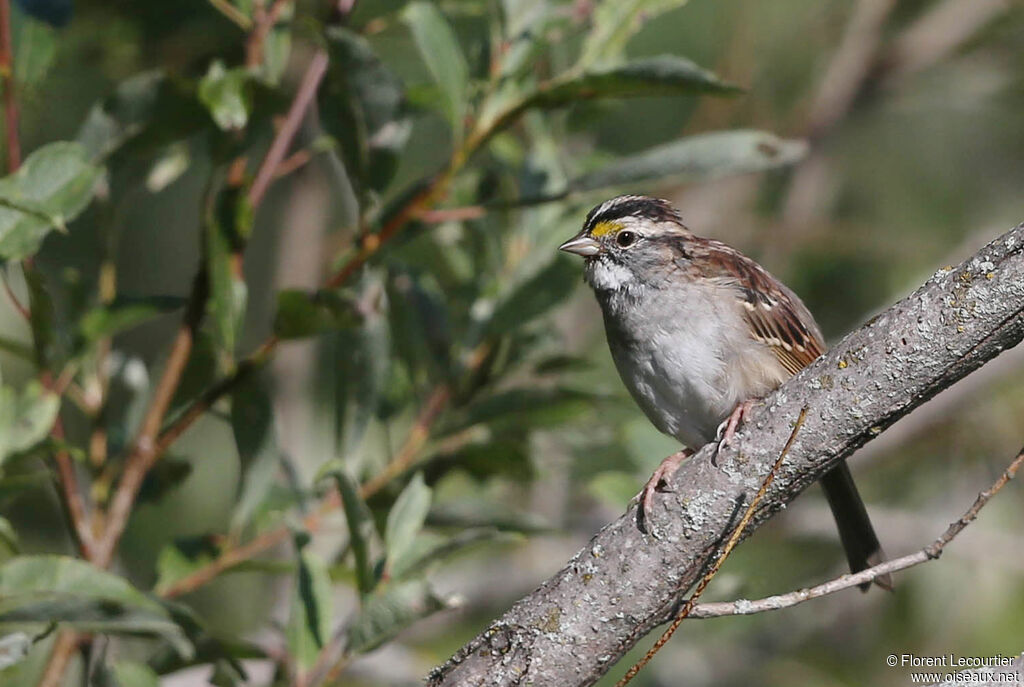 White-throated Sparrow