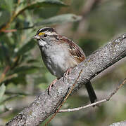 White-throated Sparrow