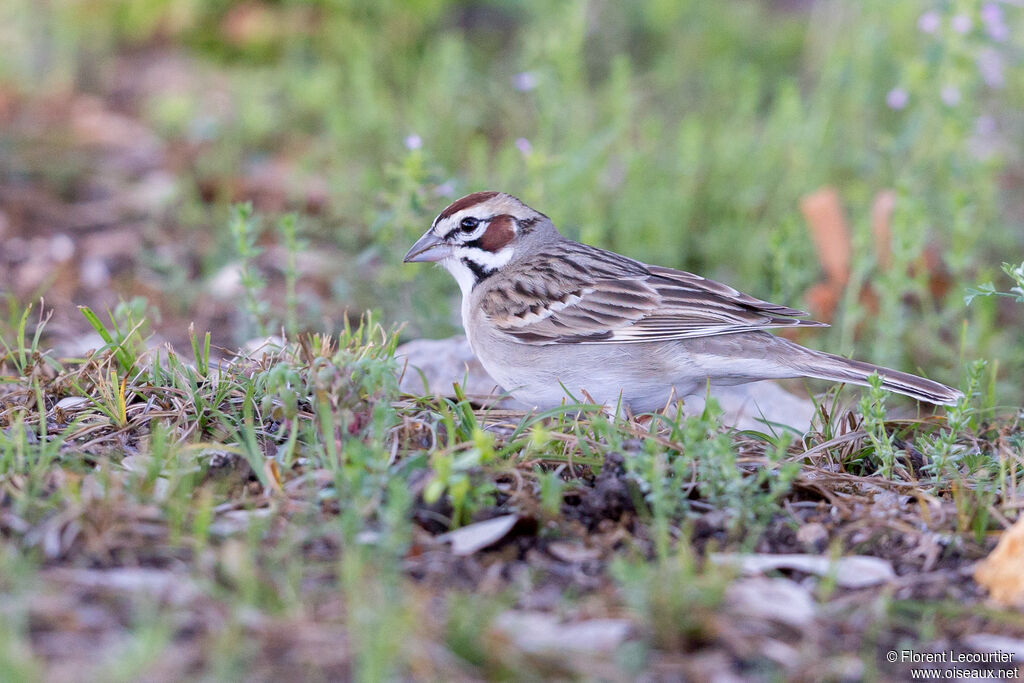 Bruant à joues marronadulte nuptial