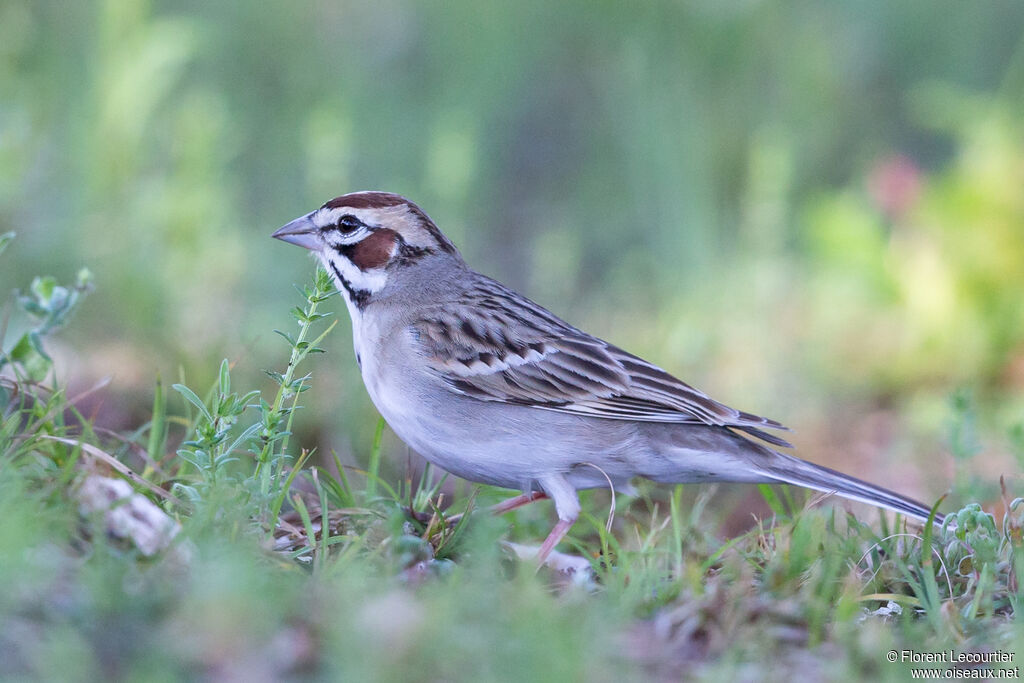 Lark Sparrowadult breeding