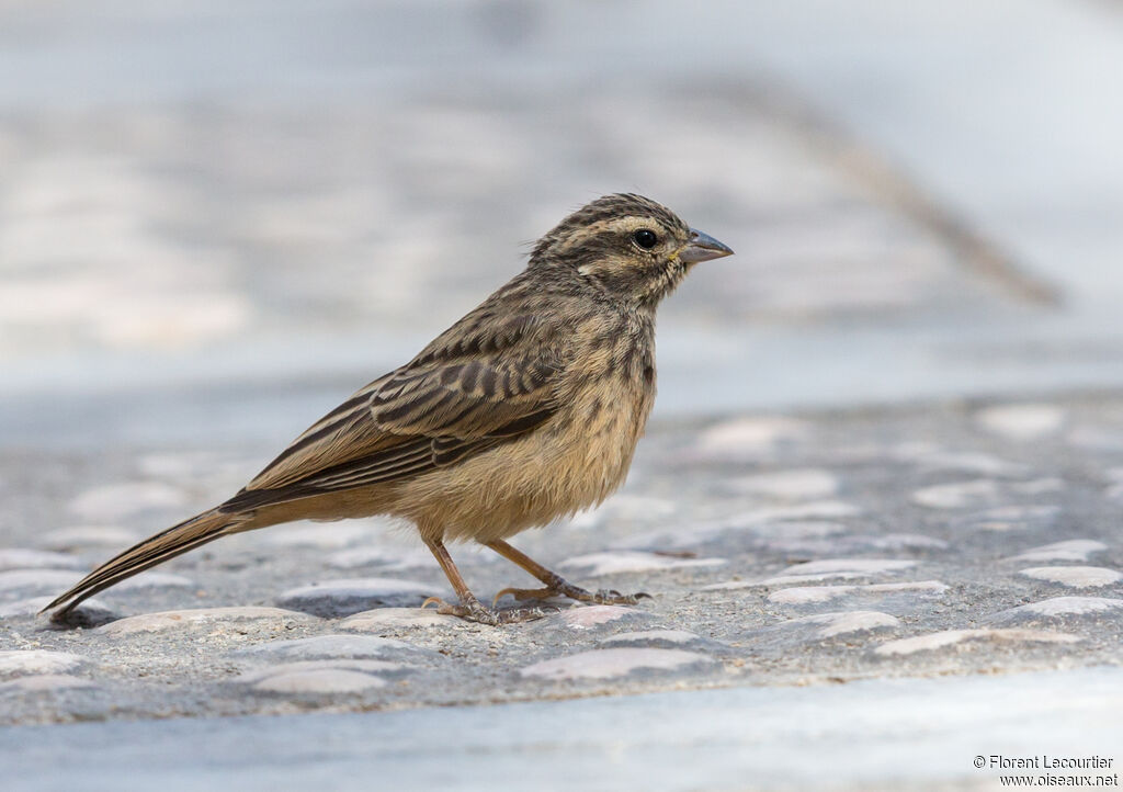 Cinnamon-breasted Bunting