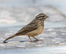 Cinnamon-breasted Bunting