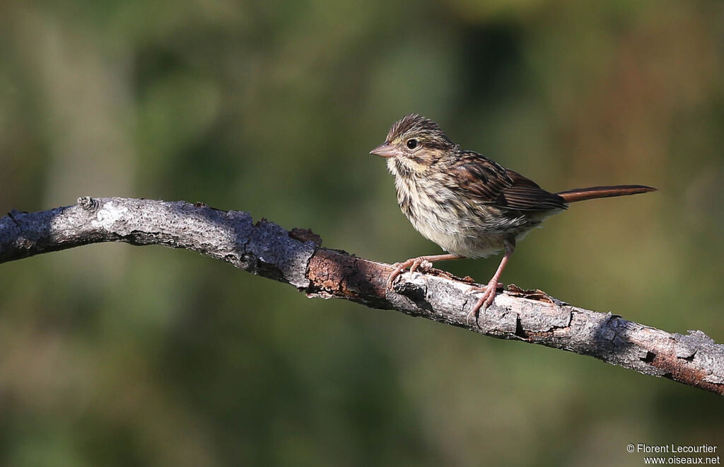 Song Sparrow