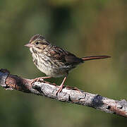 Song Sparrow