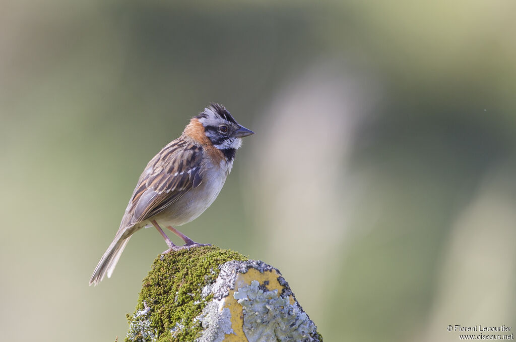 Rufous-collared Sparrow