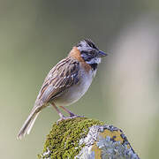 Rufous-collared Sparrow