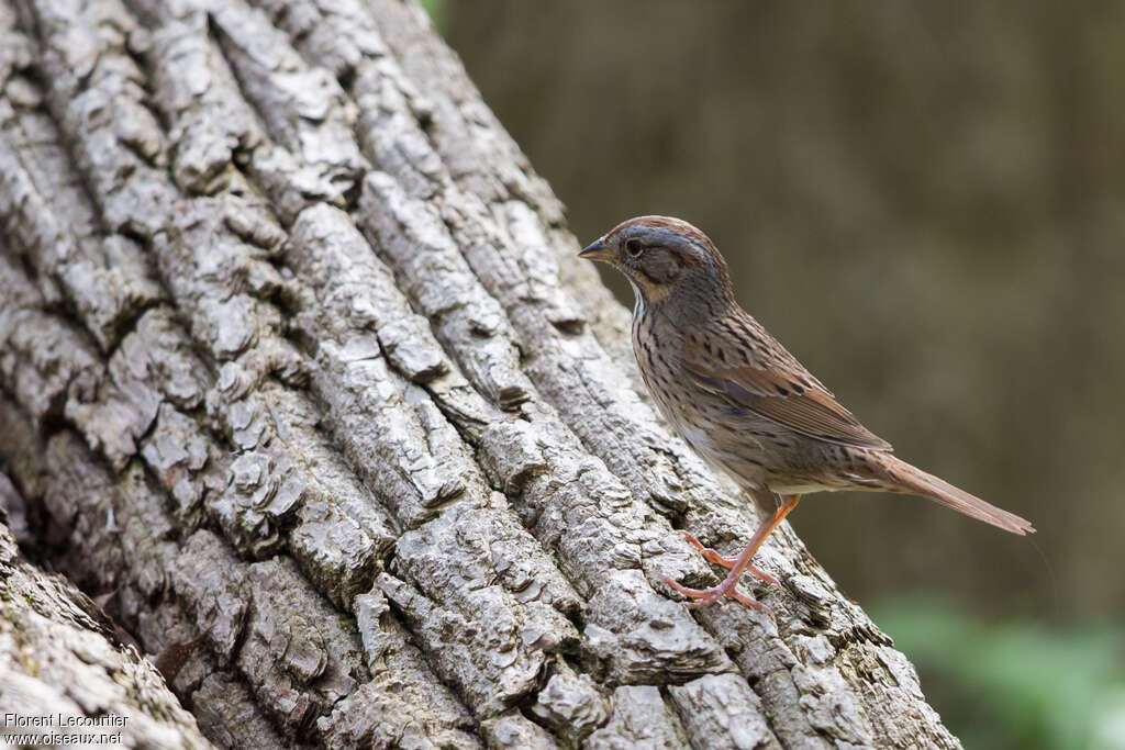 Bruant de Lincolnadulte, identification