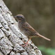 Lincoln's Sparrow