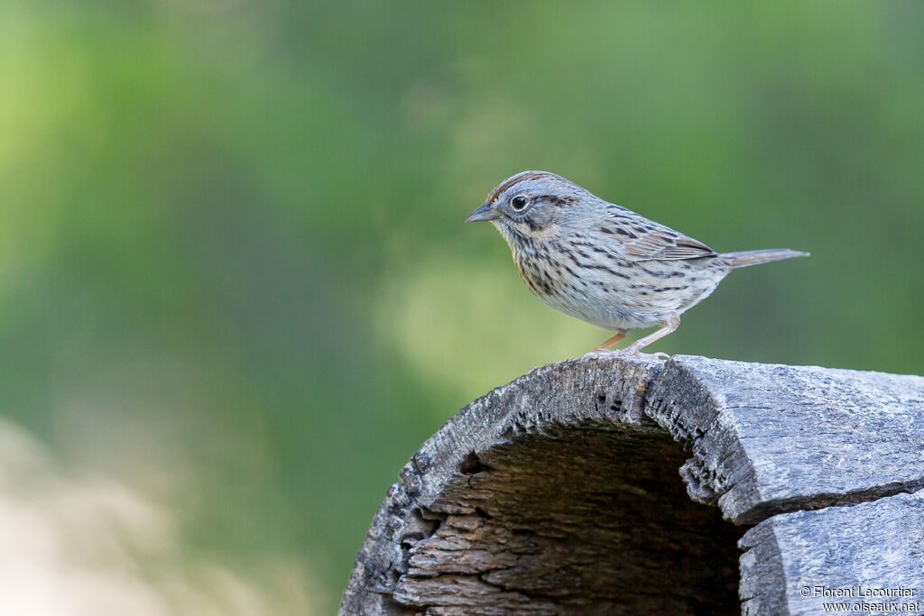 Lincoln's Sparrow