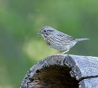 Lincoln's Sparrow