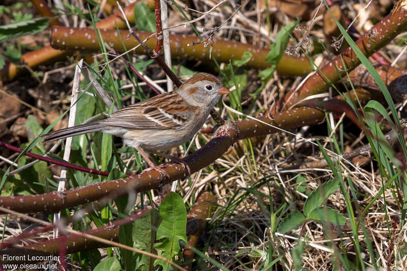 Field Sparrowadult, habitat, pigmentation
