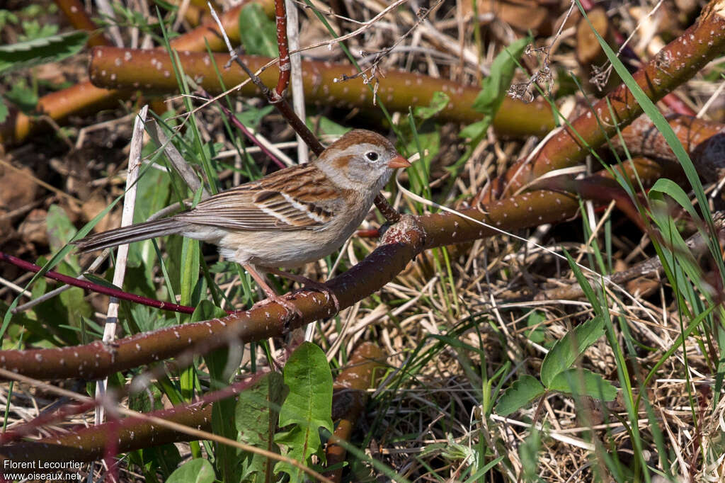 Bruant des champsadulte, habitat, pigmentation