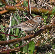 Field Sparrow