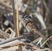 Swamp Sparrow