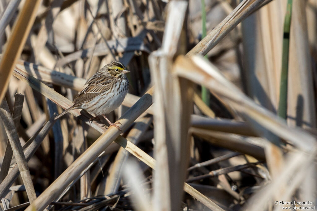 Savannah Sparrow