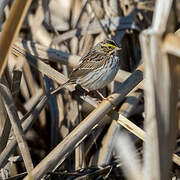 Savannah Sparrow