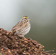 Savannah Sparrow