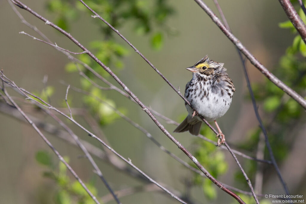 Savannah Sparrow