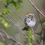 Savannah Sparrow