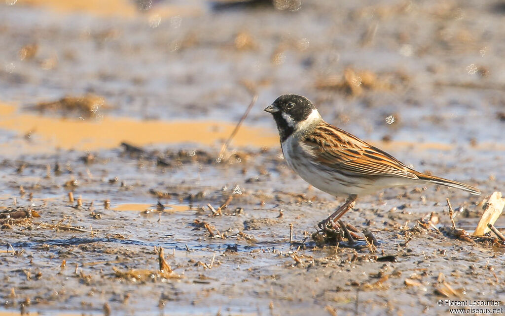 Common Reed Bunting male adult breeding