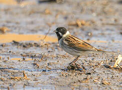 Common Reed Bunting