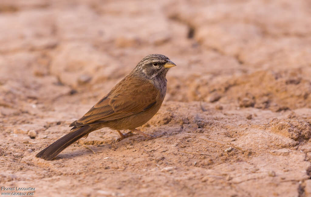 Bruant du Sahara mâle adulte, identification