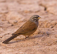 House Bunting