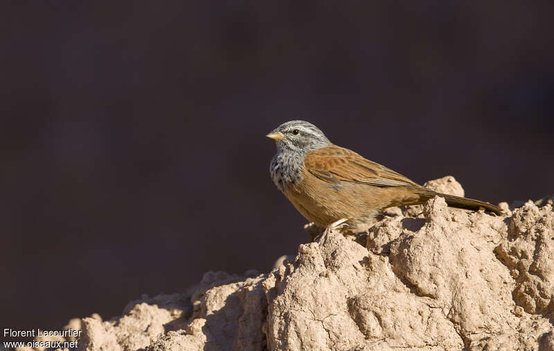 Bruant du Sahara mâle adulte nuptial, identification
