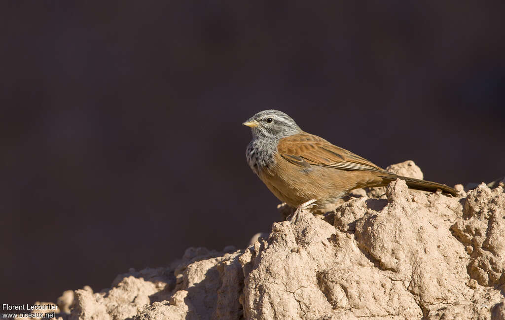 Bruant du Sahara mâle adulte nuptial, identification