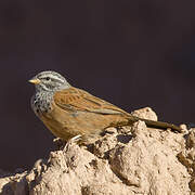 House Bunting