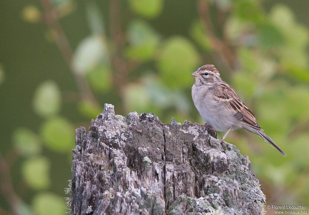 Chipping Sparrow
