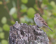 Chipping Sparrow